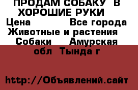 ПРОДАМ СОБАКУ  В ХОРОШИЕ РУКИ  › Цена ­ 4 000 - Все города Животные и растения » Собаки   . Амурская обл.,Тында г.